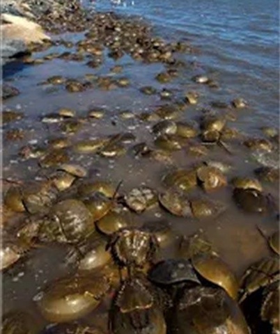 Horseshoe crabs