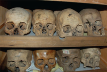 Morton Cranial Collection