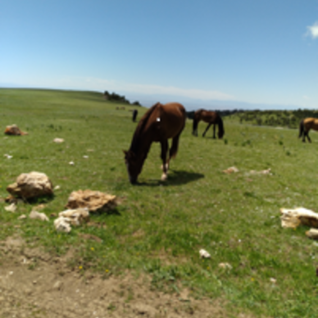 EFC Lecture: Mary Trachsel - Going Feral: Animal Studies Scholarship in Retirement and Retrospect promotional image