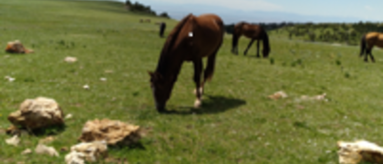 Horse grazing
