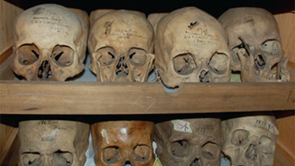 Morton Cranial Collection