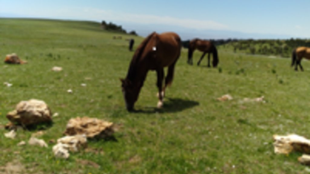 Horse grazing